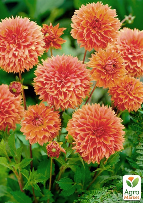 Жоржина "Orange Impact" - фото 2