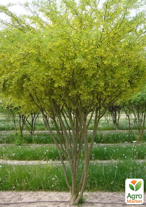 Акация мультиштамбовая ком/сетка, высота 150см