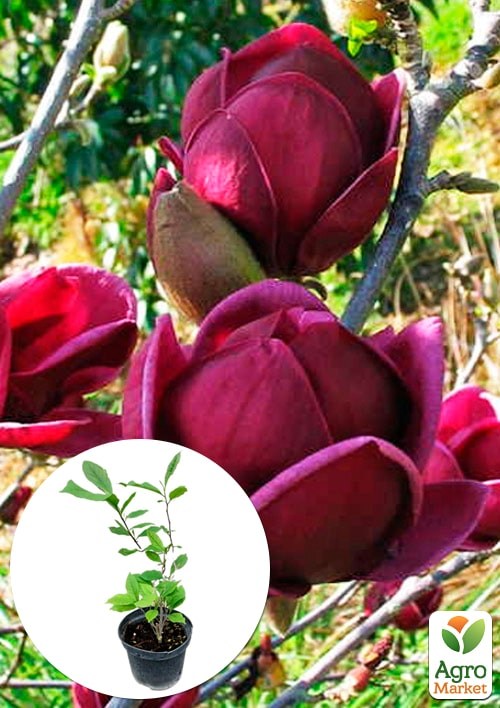 Магнолія 3-річна суланжа "Genie" (висота 30-40см)