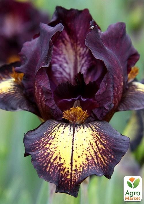 Ірис карликовий "Ballistic" 1шт в упаковці