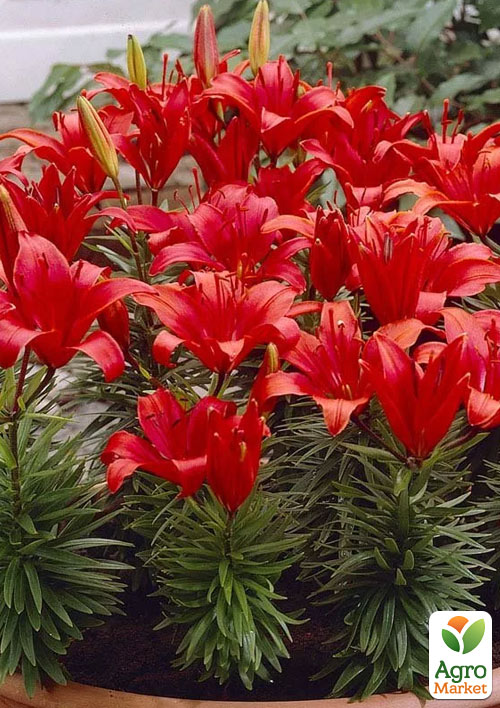 Лілія Горщикова "Salinero"