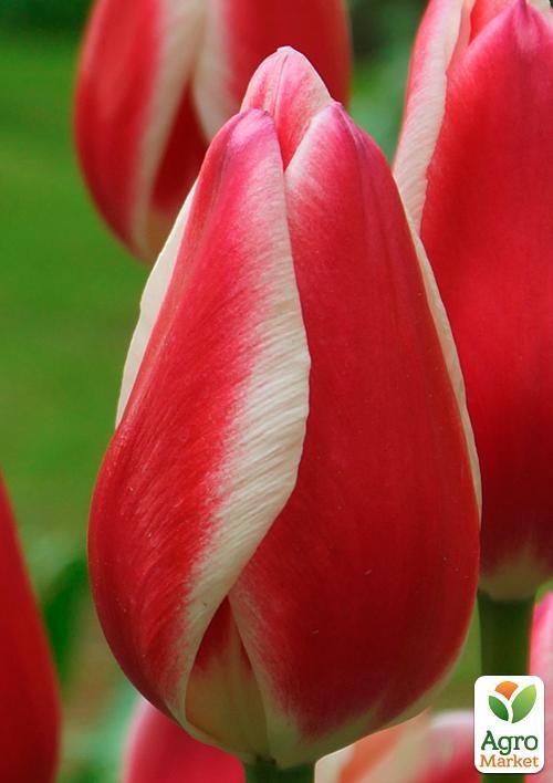 Тюльпан "Spring Surprise" (размер 11/12 , крупный) 3шт в упаковке