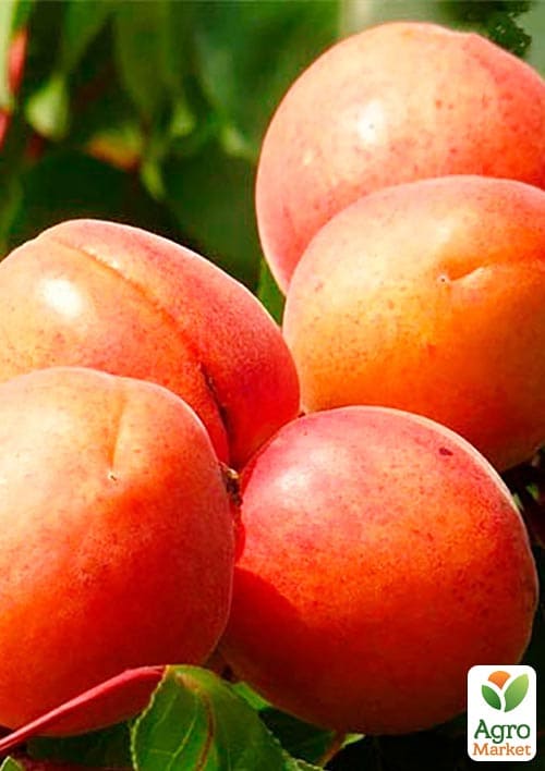 Абрикос "Космос" (летний сорт, ранний срок созревания) - фото 2