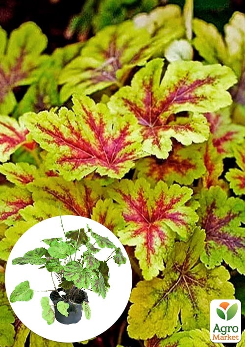 Гейхерелла (Heucherella) "Alabama Sunrise" С1 (высота 15-30см)