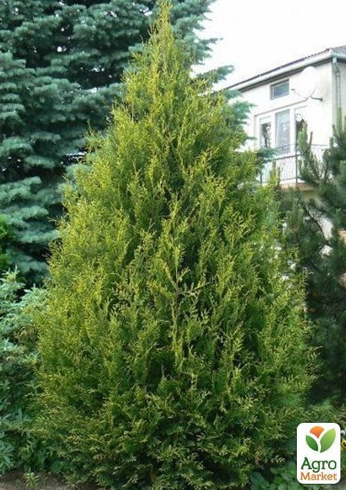 Туя западная "Aureospicata" (контейнер Р9, высота 10-20 см)