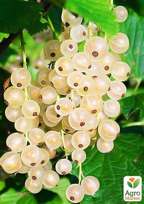 Смородина белая "Снежана" (среднего срока созревания, один из лучших сортов белой смородины)