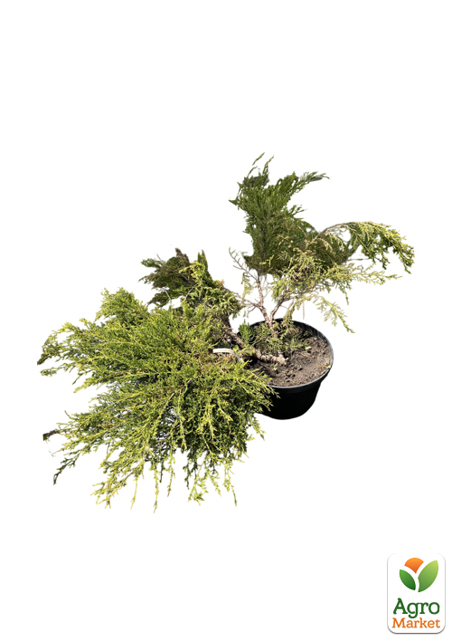 Можжевельник средний "Gold Coast" (ком/сетка) диаметр 100-120 см - фото 2