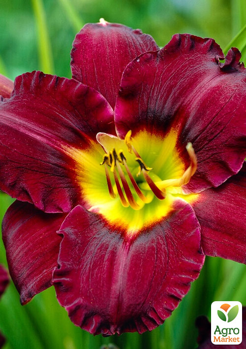 Лилейник "Bela Lugosi " 1шт в упаковке