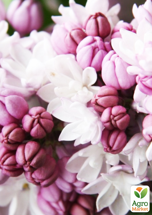 Бузок махровий інвітро "Анабель" (Syringa Anabe) вазон С1,5