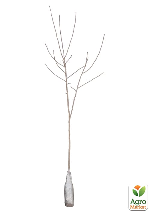 Гибискус сирийский 3-х летний "Marina" С2, высота 80-100см - фото 3