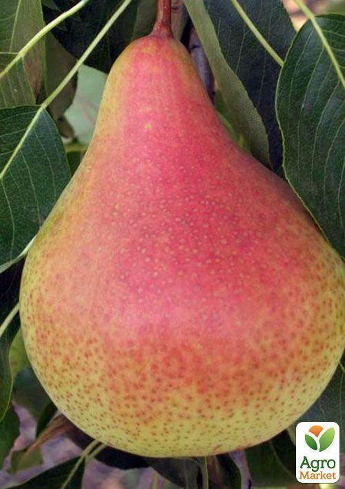 Груша "Осень Буковины" (осенний сорт, средний срок созревания) - фото 6