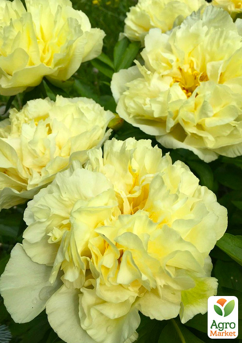 Пион травянистый "Sunny Girl" (гигантский цветок) - фото 3