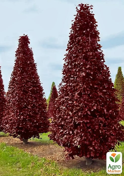 Бук лісовий червонолистий "Rohan Obelisk" С10 - фото 4