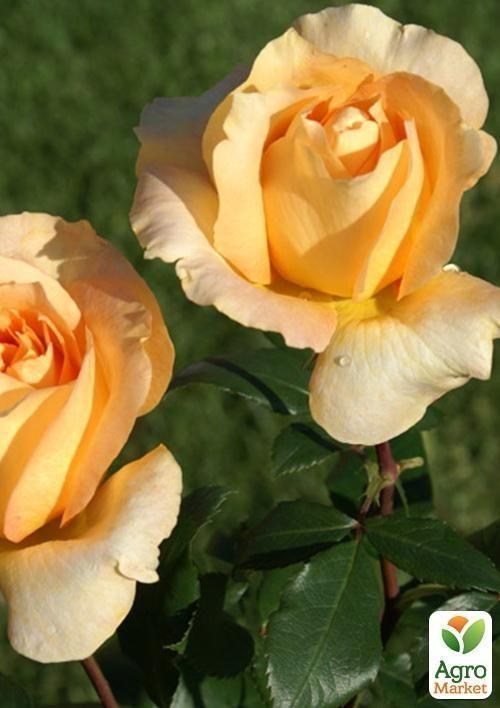 Роза чайно-гібридна "Казанова"