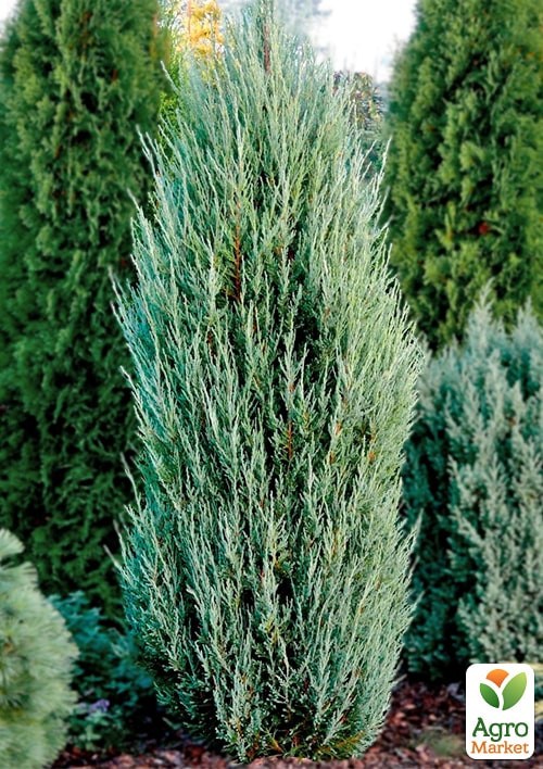 Можжевельник скальный  "Blue Arrow" С10 высота 100-120см - фото 2