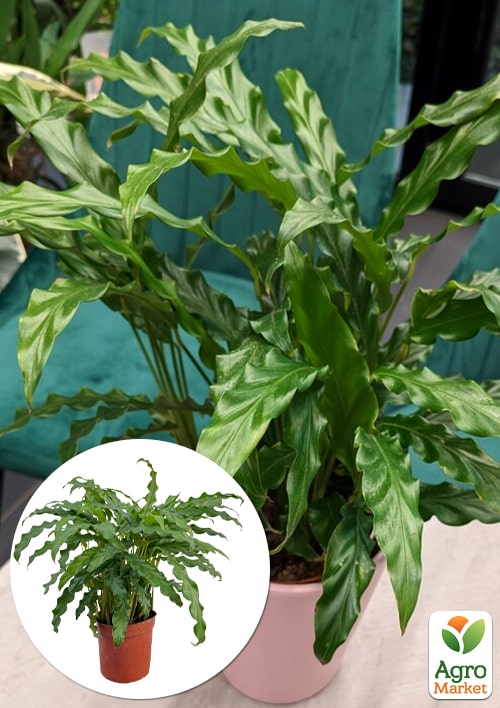 Калатея "Rufigreen" (высота 30-40см)