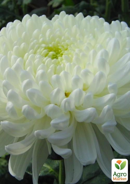 Хризантема  "Sakia White" (низкорослая крупноцветковая)