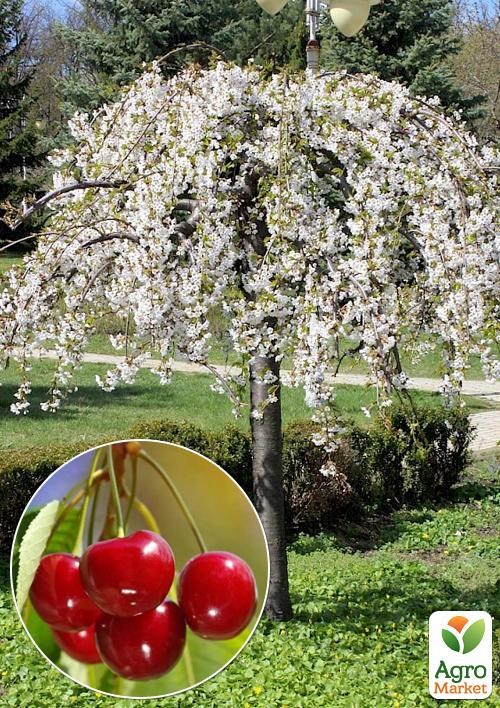 Вишня плакучая на штамбе (возраст от 2х лет, высота 100-150см)