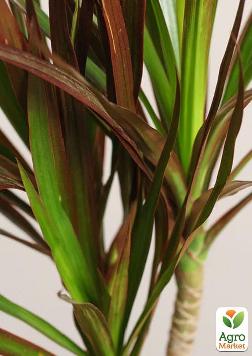 Драцена "Magenta" высота 45-65см - фото 6