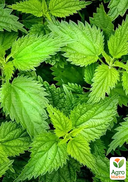 На вагу Кропива дводомна ТМ "Весна" ціна за 2г