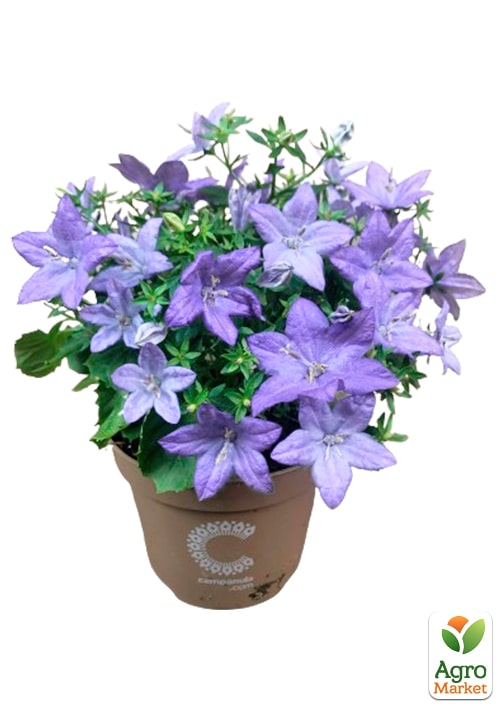 Кампанула цветущая "Isophylla Blue" (Нидерланды)