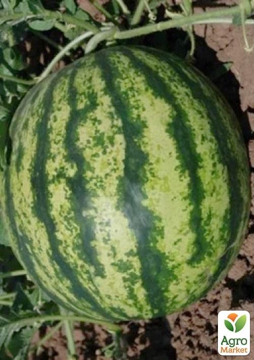 Кавун "Ледус F1" ТМ "Lark Seeds" 1000шт