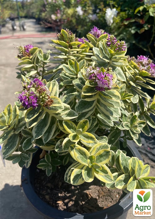 LMTD Хебе "Variegata" высота 20-25см