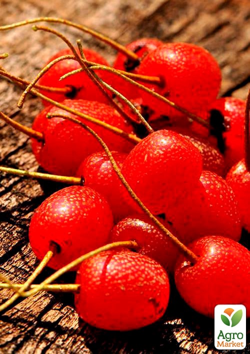 Гумі серебристолистий "Червоні перли" (Red pearl) - фото 6