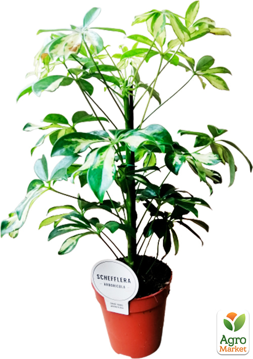 Шеффлера пестролистная "Luseana"  - фото 5