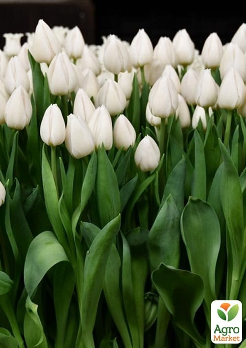 Тюльпан "White" укорененный