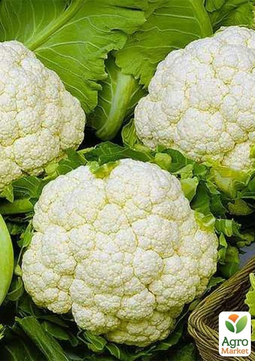 Капуста цвітна "Уайт Ексель F1" ТМ "Beste Kern" 20шт - фото 2