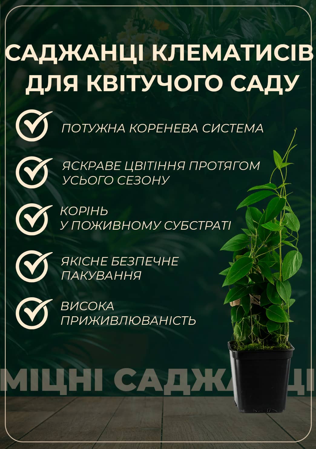 Клематис "Little Mermaid" купить