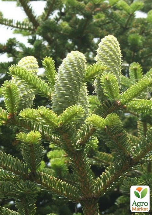 Ялиця Маньчжурська (Abies holophylla) горщик P9 1 саджанець в упаковці