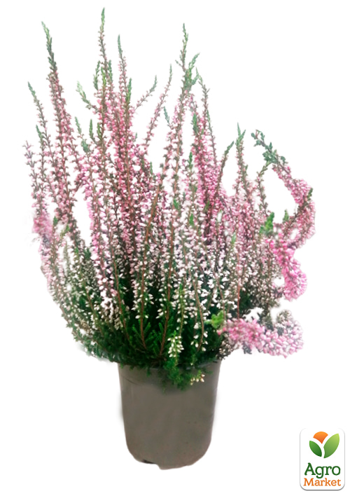 Вереск обыкновенный "Melina" - фото 7