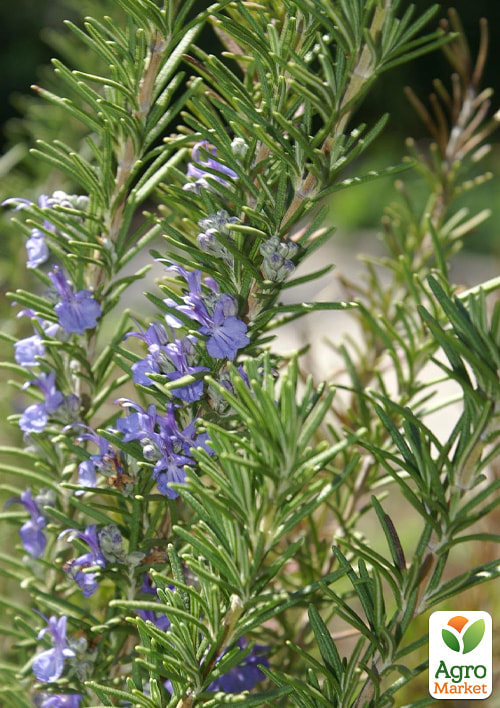 Розмарин лекарственный "Speedy", С2 (идеален в кулинарии, имеет тонизирующие свойства)