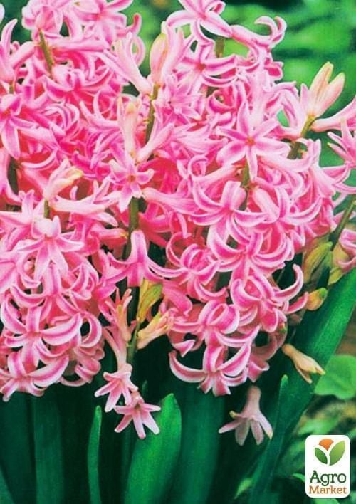 Гіацинт багатоквітковий "Pink Festival" 2шт в упаковці