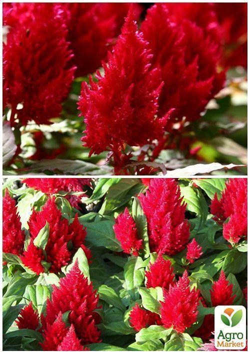 На вагу Целозія Периста ТМ "Весна" ціна за 4г - фото 4