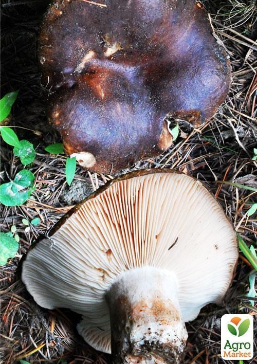 Сухой зерновой мицелий "Подгруздок черный" 100г