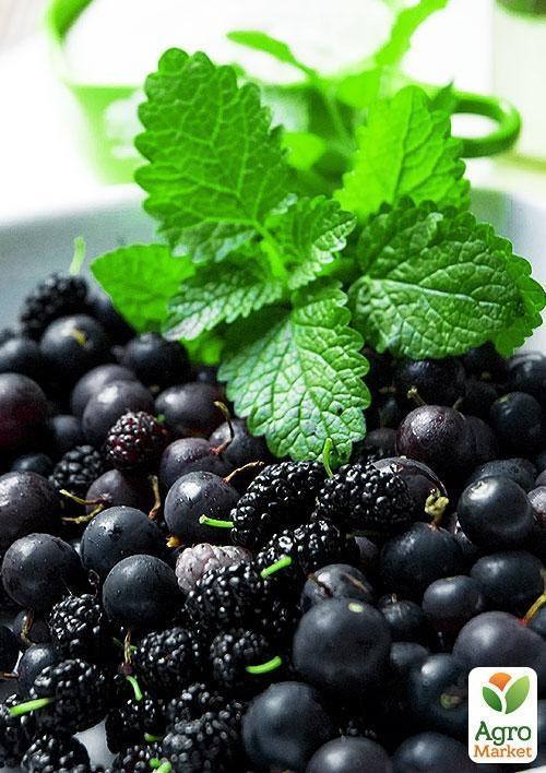 Смородина чорна "Бен Алдер" (Ben Alder) (пізній термін дозрівання, сорт з яскраво вираженою стійкістю до захворювань)