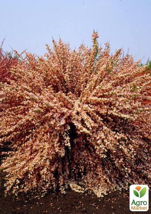 Ракитник Cytisus Coronary "Maria Burkwood" - фото 3