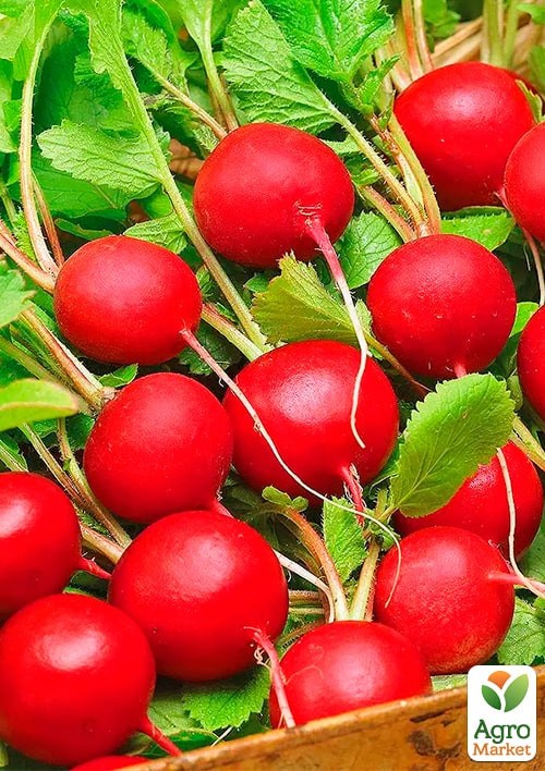 Редис "Элиза" (Зипер) ТМ "Весна" 7г - фото 2