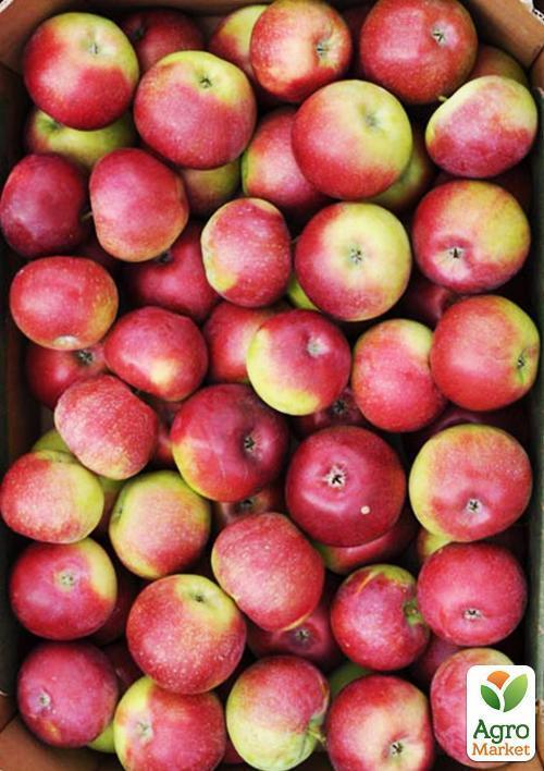 Яблоня "Лигол" (зимний сорт) - фото 5