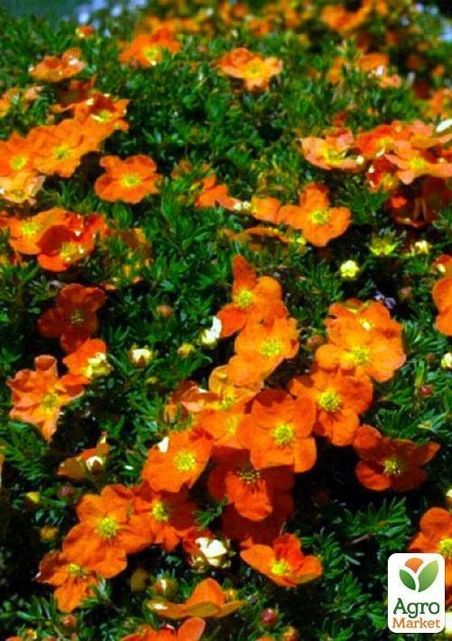 Лапчатка Кустарниковая "Tangerine" - фото 3