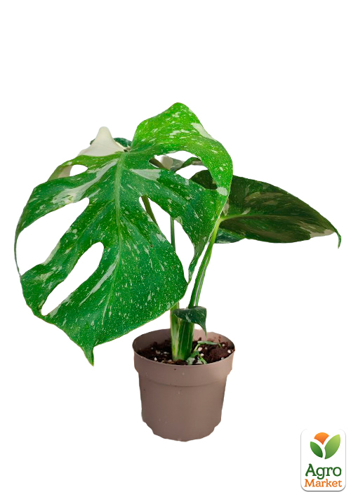 Монстера "Deliciosa variegatum Alba" 30-40см - фото 6