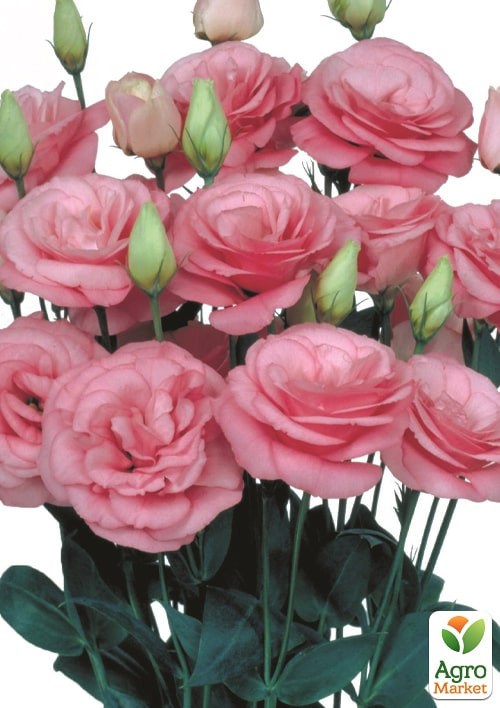 Эустома махровая "Мариачи F1" пинк пикоти ТМ "Профессиональные семена" 100шт