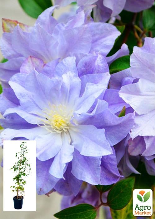 Клематис 3-х летний "Azure Ball" С2
