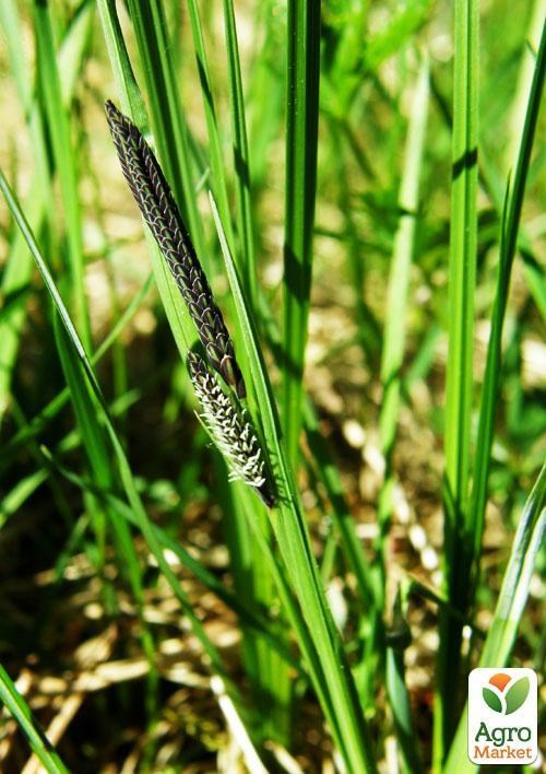 Осока темная