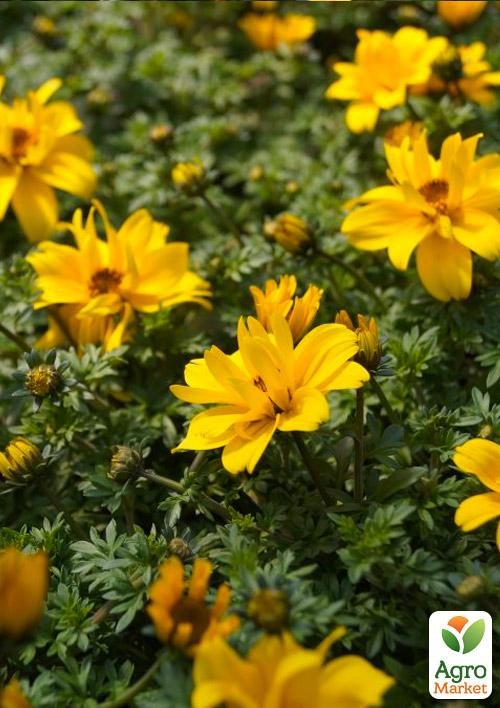 Биденс "Gold Strike"