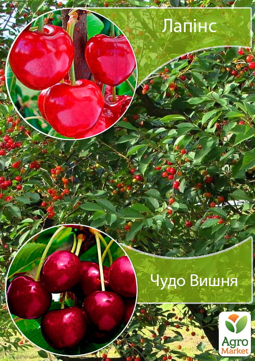 Дерево-сад Черешня «Лапінс» + Вишня «Чудо Вишня»