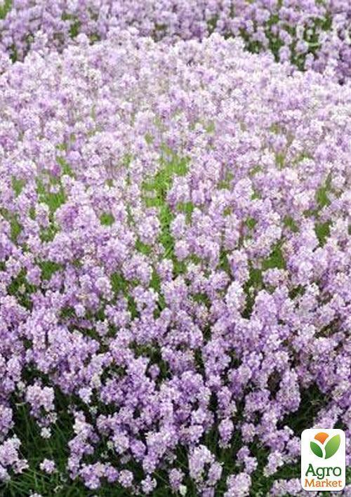 Лаванда узколистная "Rosea" - фото 5